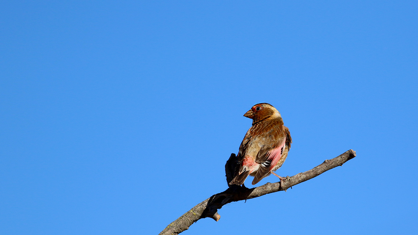 Crimson-winged Finch